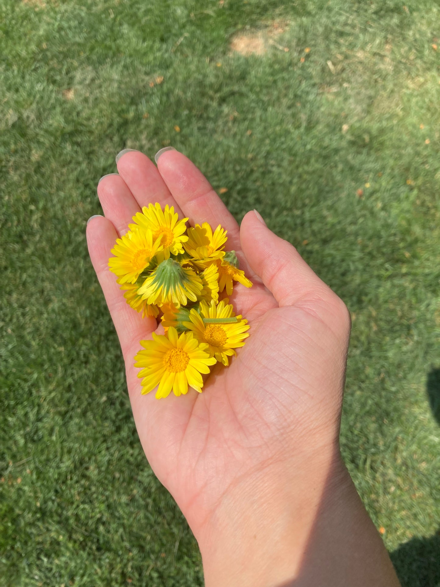Resina Calendula Seeds