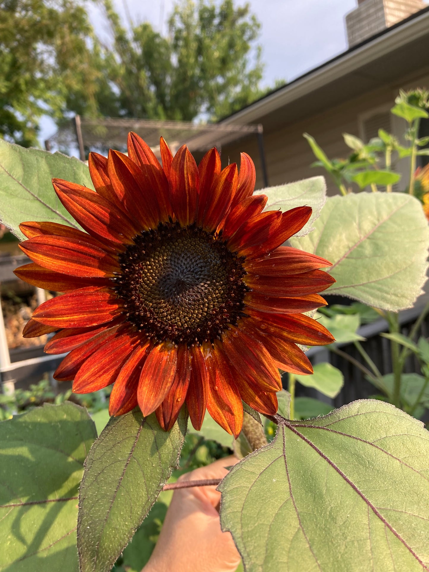 Evening Sun Sunflower Seeds
