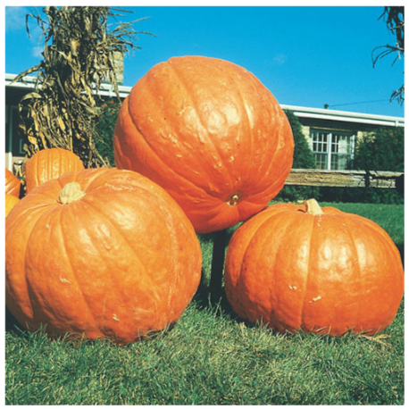 Big Max Pumpkin Plant