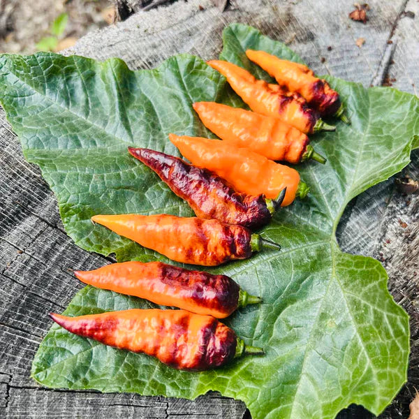Black Panther Pepper Plant