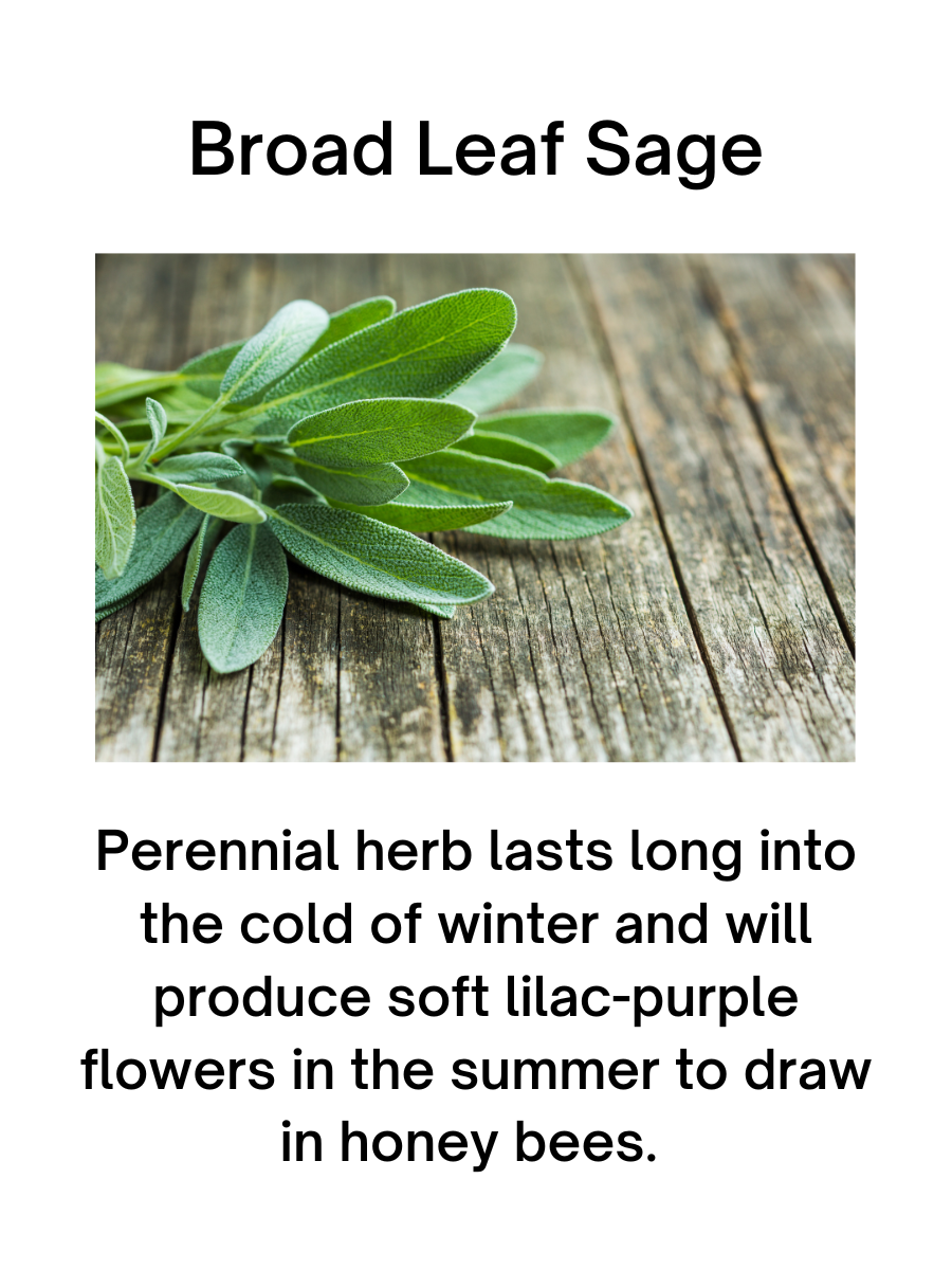 Broad Leaf Sage Plant