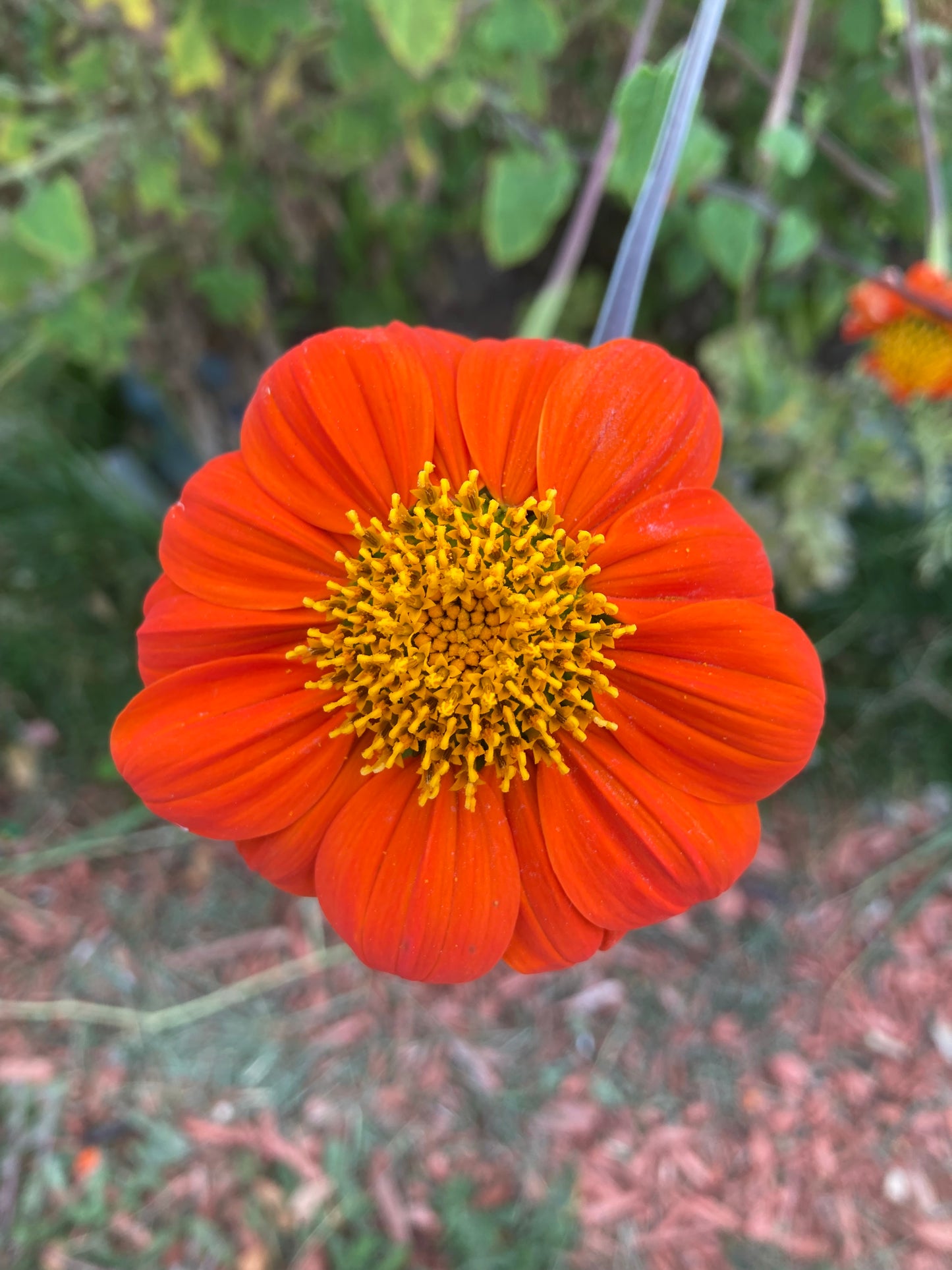 Arcadian Blend Mexican Sunflower Plant