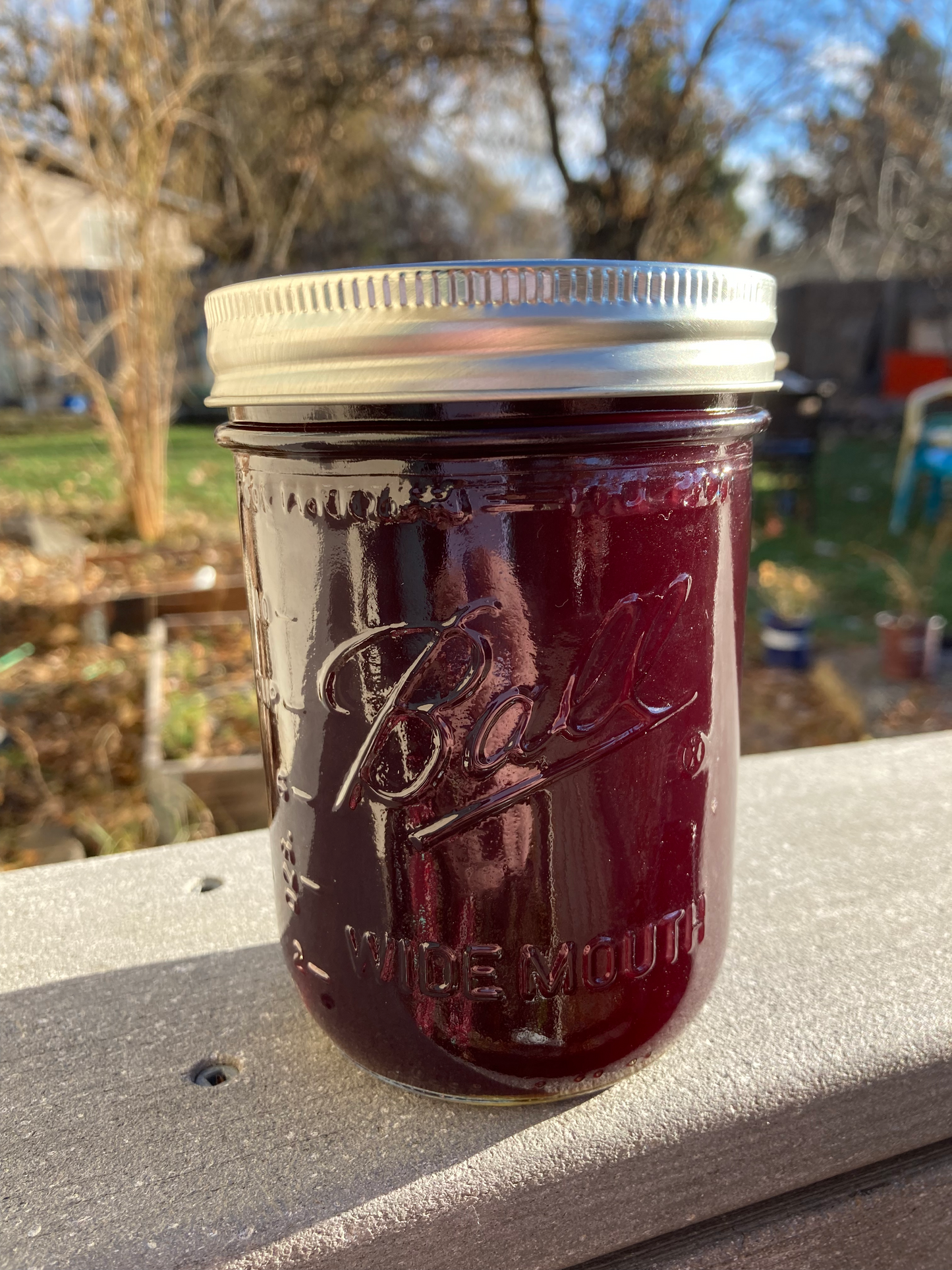 Dried Elderberries (Sambucus cerulea) - Wildcrafted