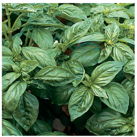 Genovese Basil Plant
