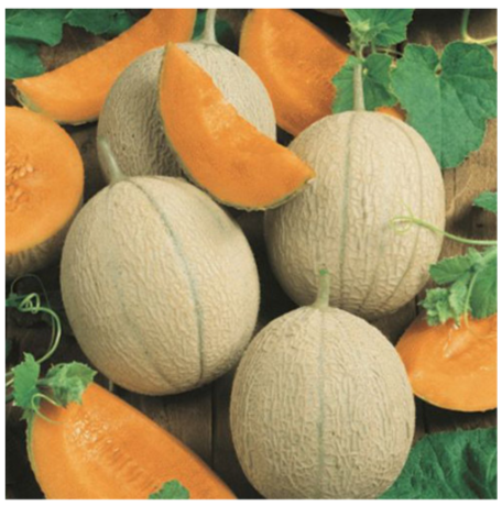 Hearts of Gold Cantaloupe Plant