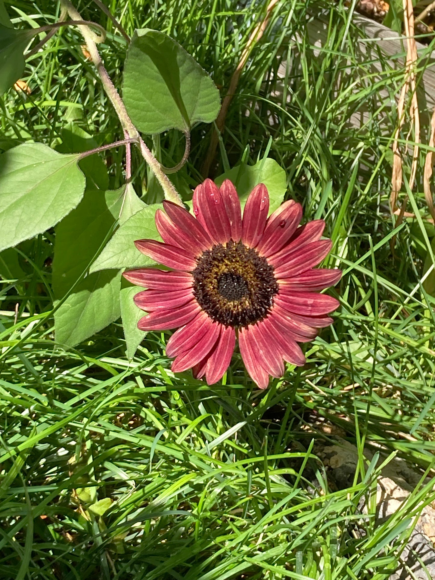 Red Sun Sunflower Seeds