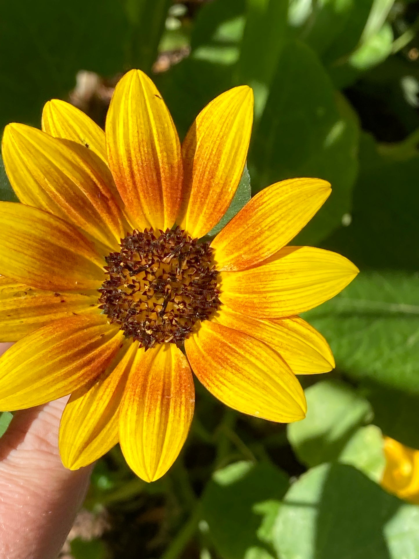 Red Sun Sunflower Seeds