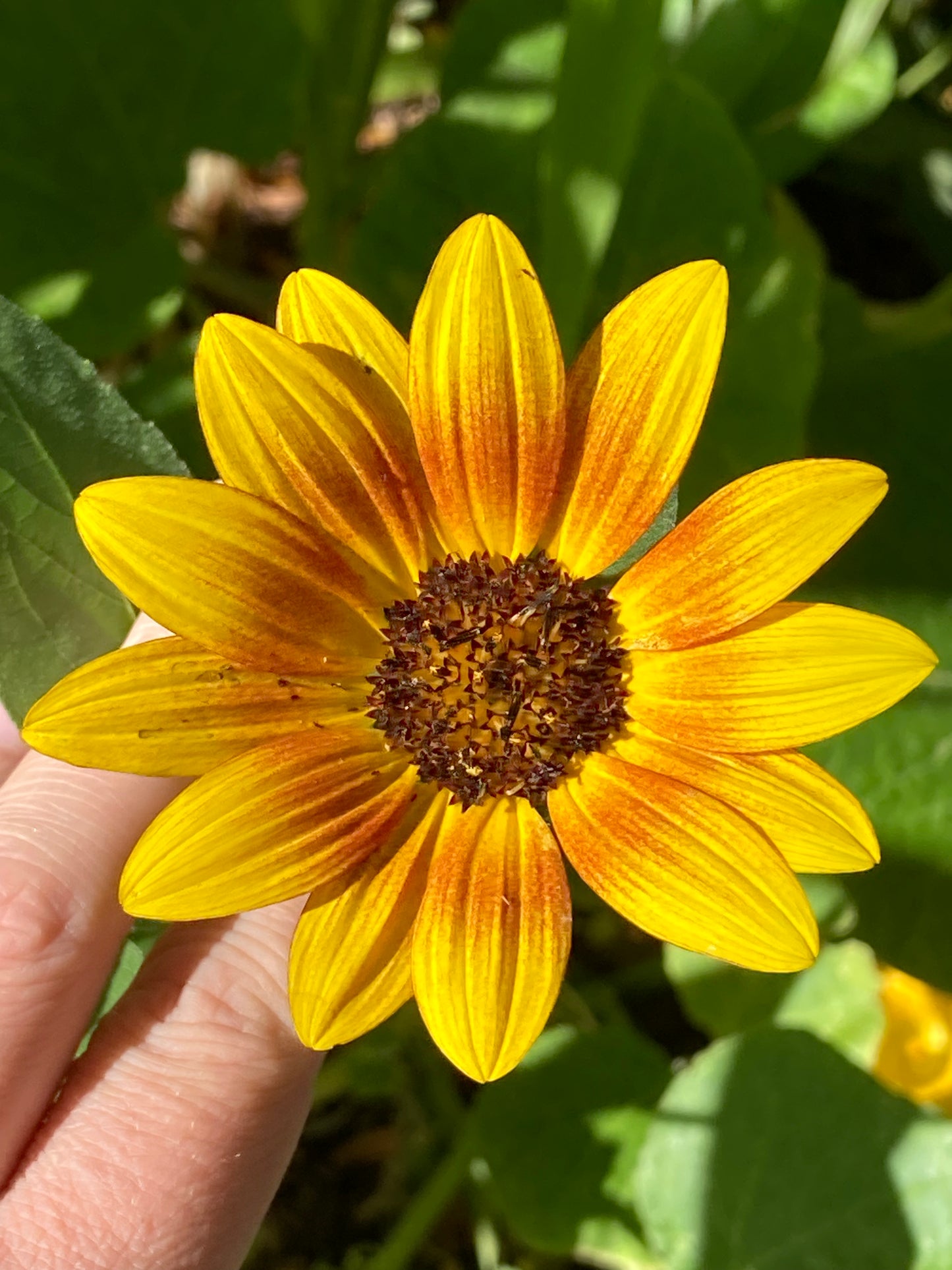Red Sun Sunflower Seeds