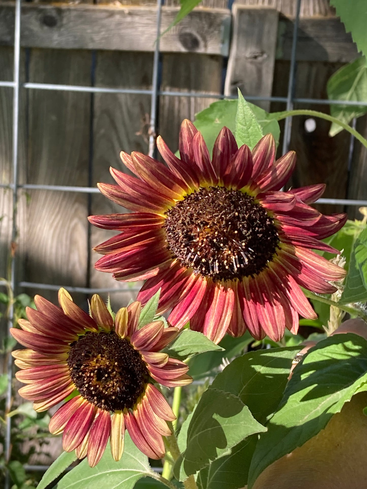 Red Sun Sunflower Seeds
