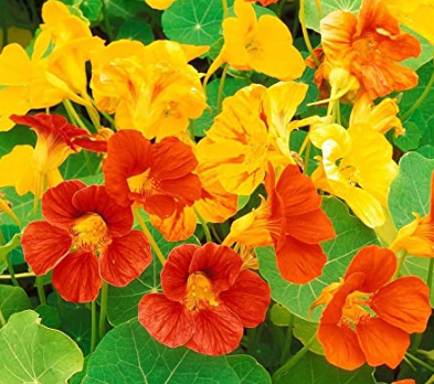 Jewel Nasturtium Plant - 4 pk