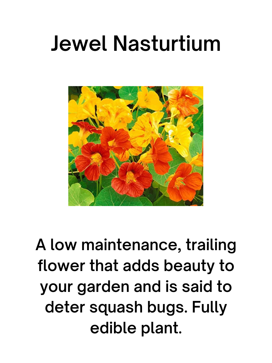 Jewel Nasturtium Plant