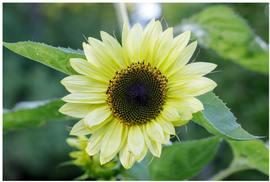 Lemon Queen Sunflower Plant - 6 pk