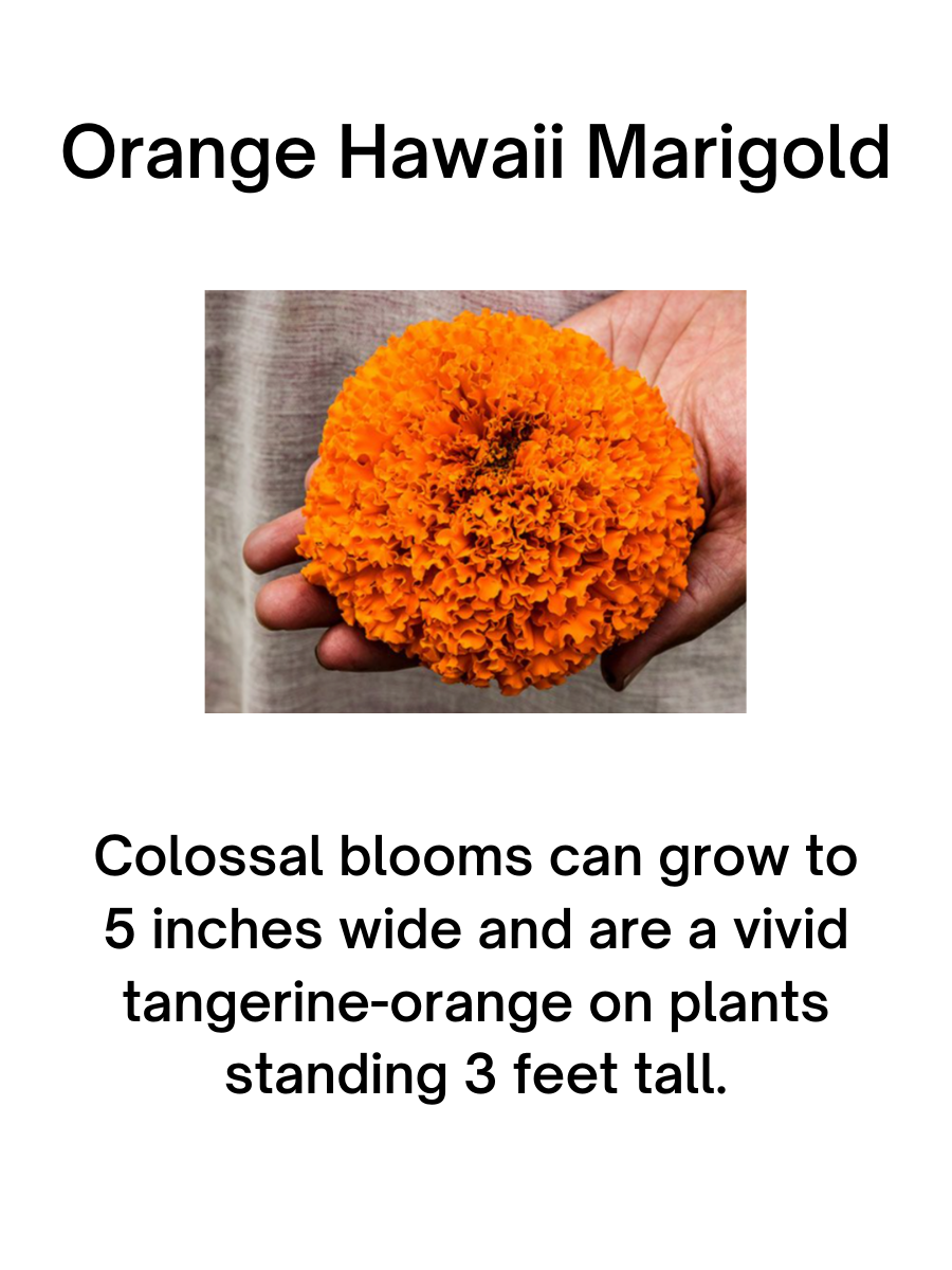 Orange Hawaii Marigold Plant - 4"