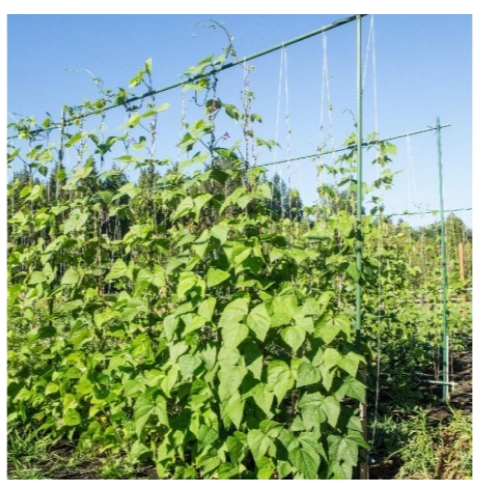 Trellis Collection
