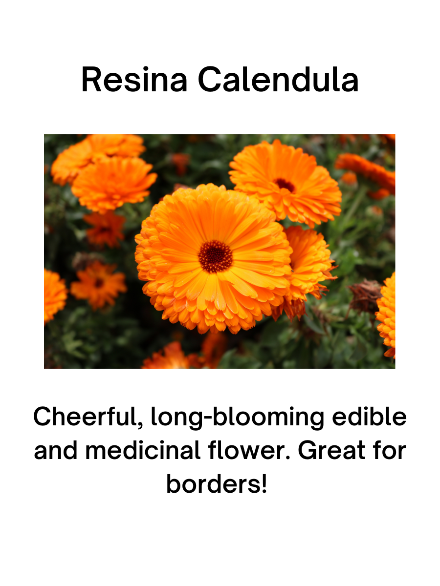 Resina Calendula Plant - 4 pk