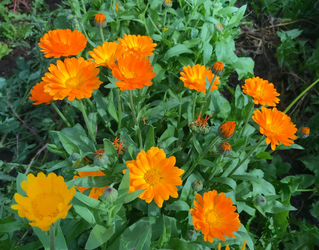 Resina Calendula Seeds