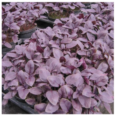 Dark Opal Basil Plant