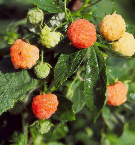 Fall Gold Raspberry Plant - Fall Ripening