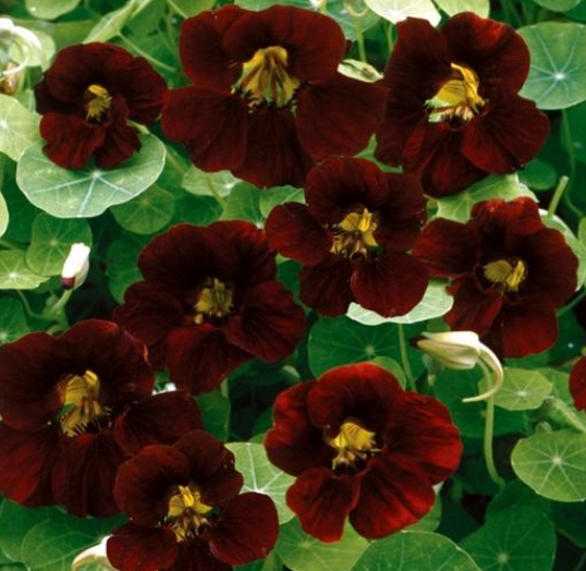 Black Velvet Nasturtium Plant - 4 pk