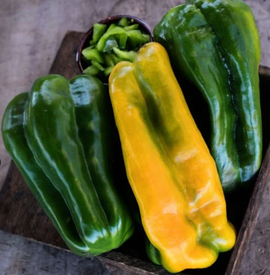 Yellow Monster Bell Pepper Plant