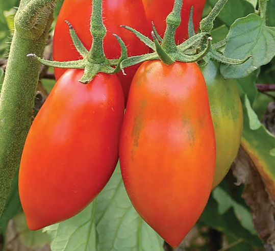 Opalka (Roma type) Tomato Plant