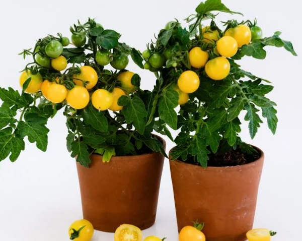 Yellow Gourmandise Tomato Plant