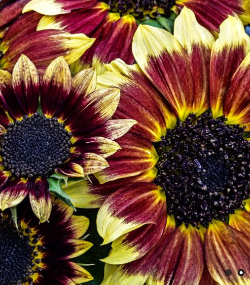 Florenza Sunflower Plants - 6 pk