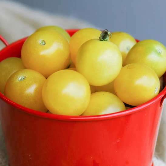 White Cherry Tomato Plant