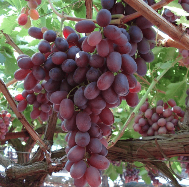 Crimson Red Seedless Grape Plant