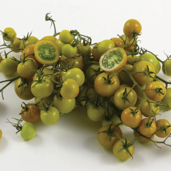 Gobstopper Cherry Tomato Plant