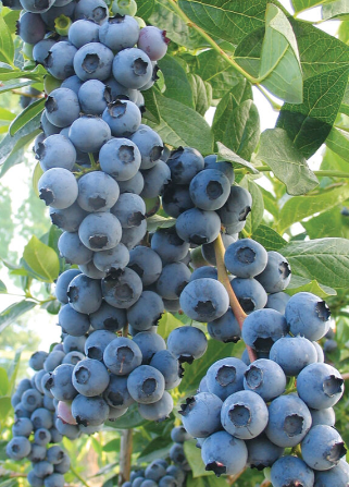Duke Blueberry