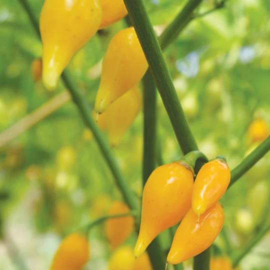 Biquinho Yellow Piquillo Pepper Plant