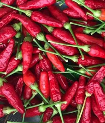 Nioi (Hawaiian Tabasco) Pepper Plant