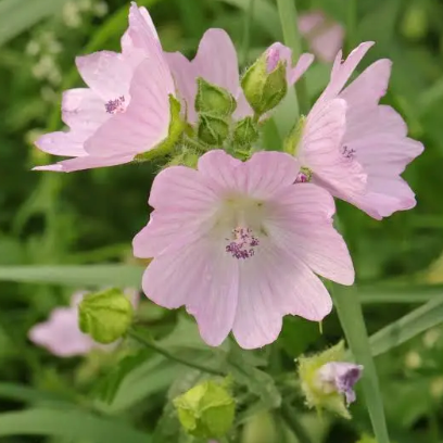 Musk Mallow Seeds
