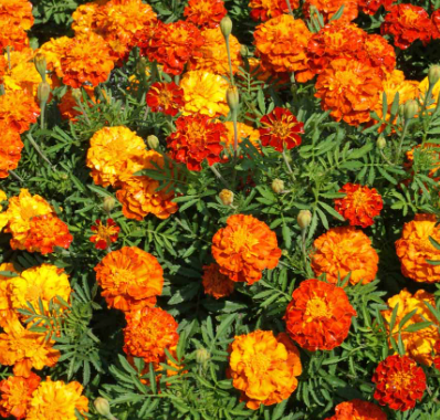 Common Marigold Plant - 6 pk