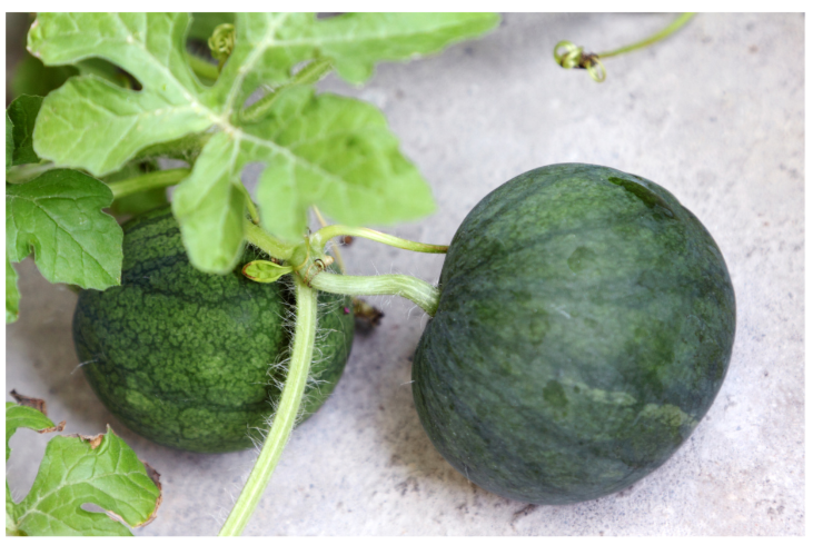Sugar Baby Watermelon Bush Plant