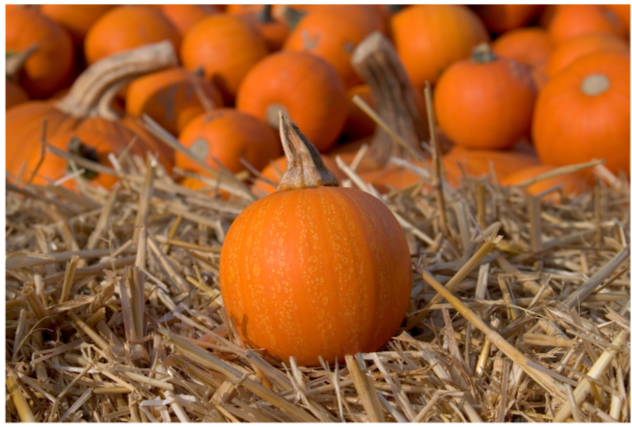 Wee Be Little Pumpkin Plant