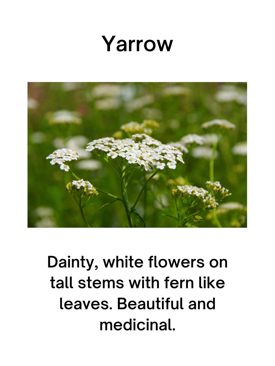 Yarrow Plant