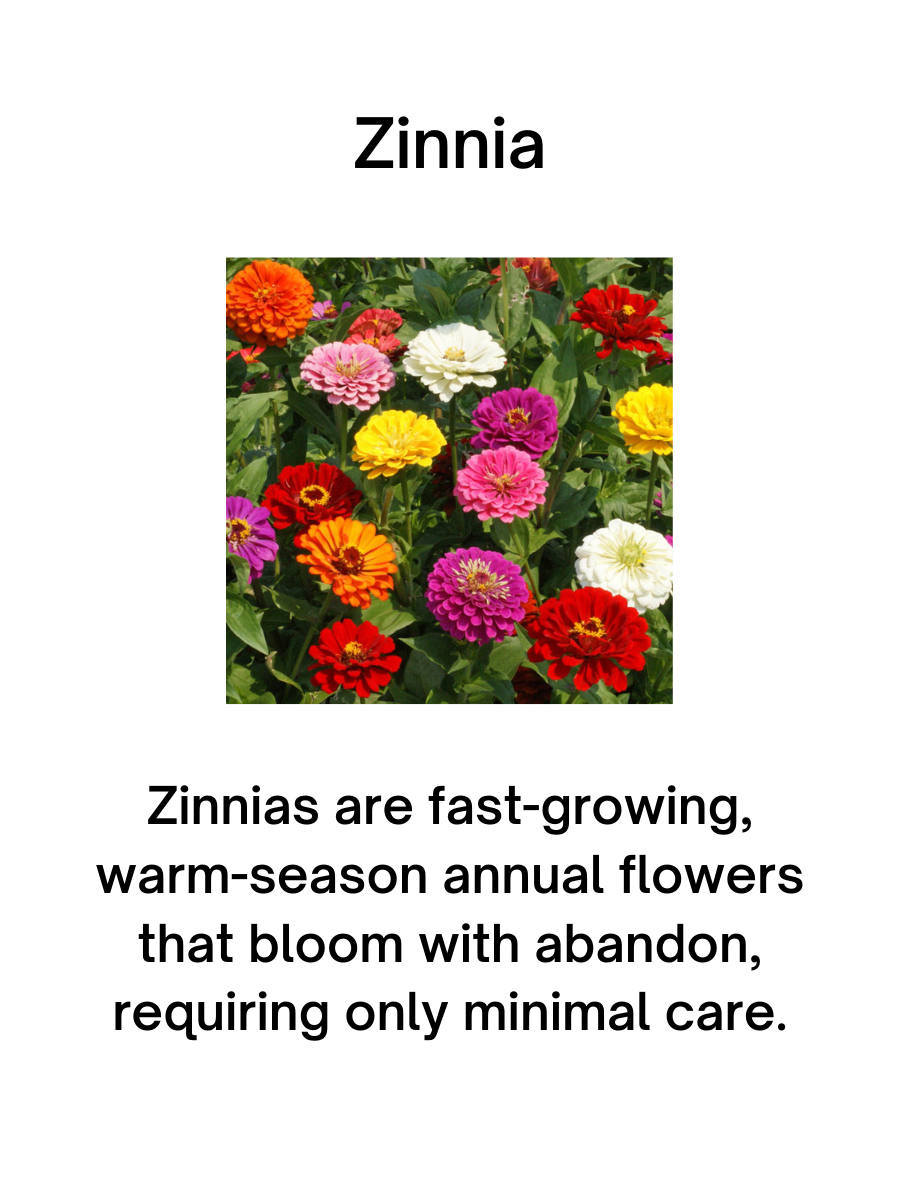 Mini Zinnia Mix - 6 pk