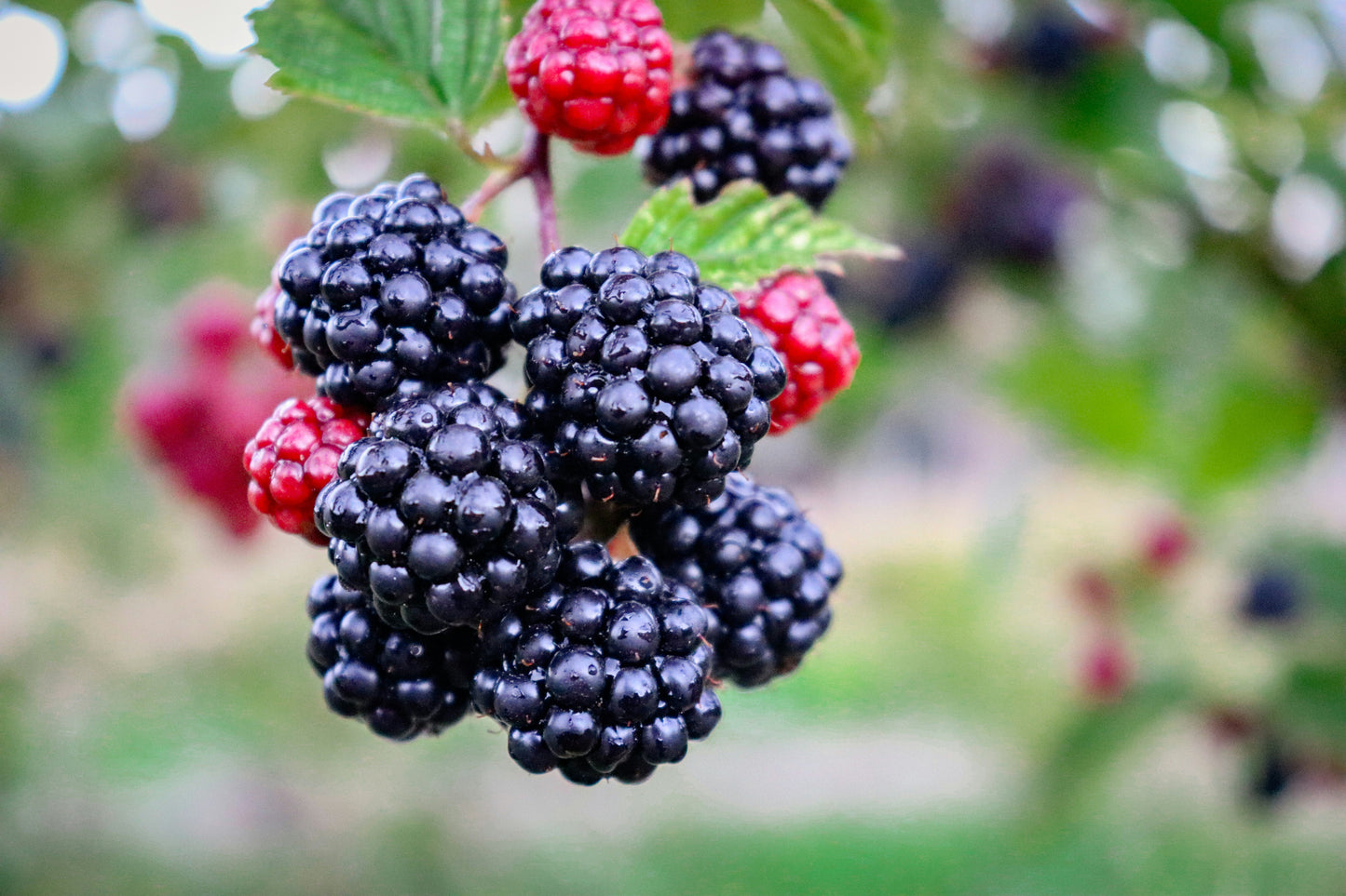 Triple Crown Thornless Blackberry Plant