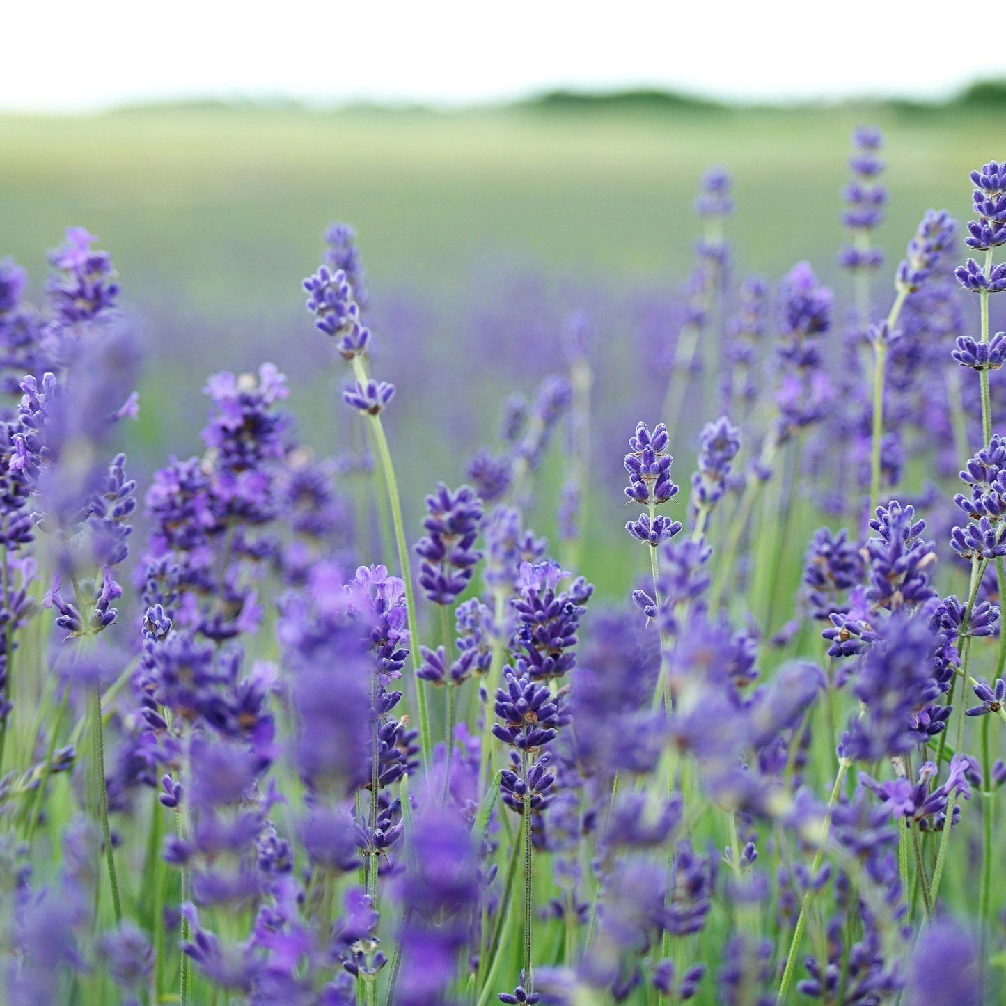 English Lavender Plant