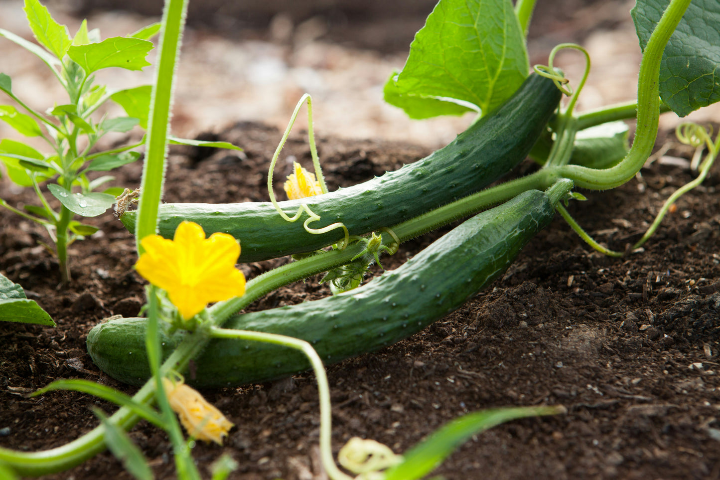 Telegraph English Cucumber Plant