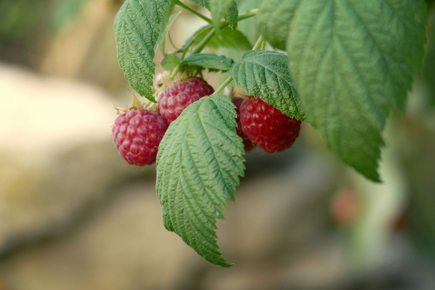 English Thornless Raspberry Plant - Early Ripening