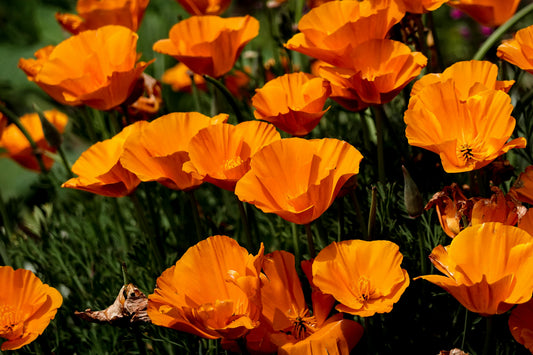 California Poppy Plant