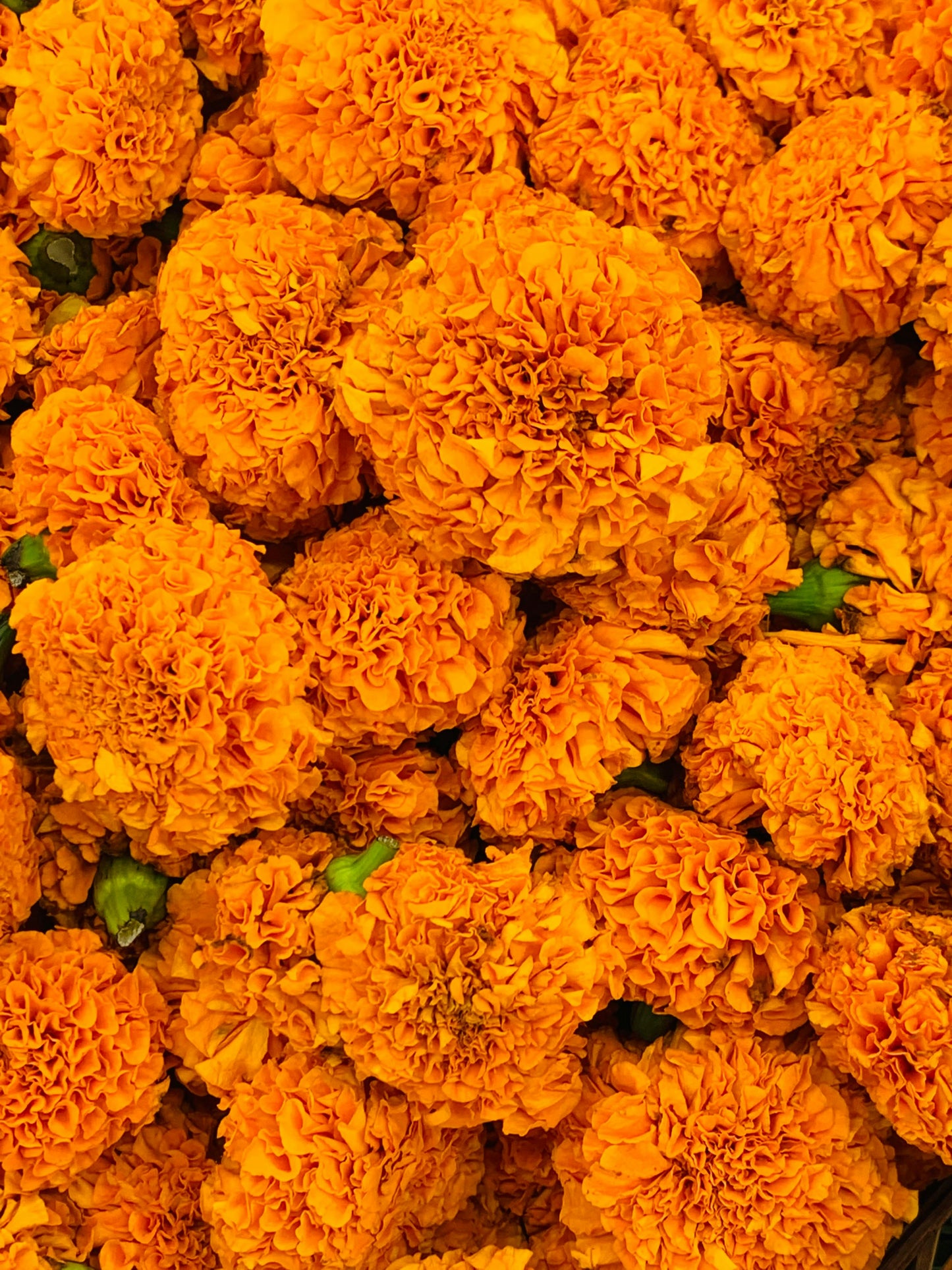 Orange Hawaii Marigold Plant - 4"