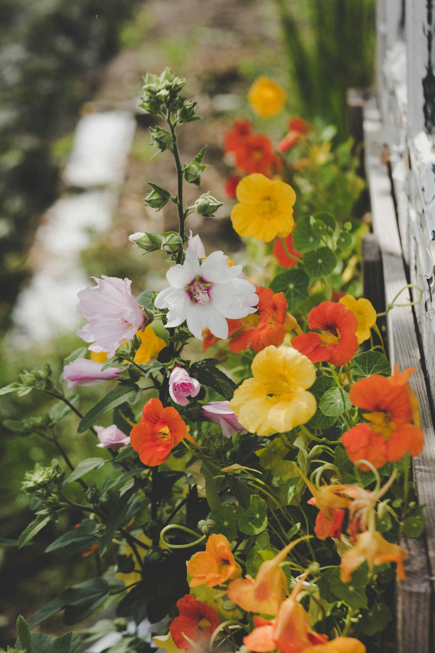 Trellis Collection