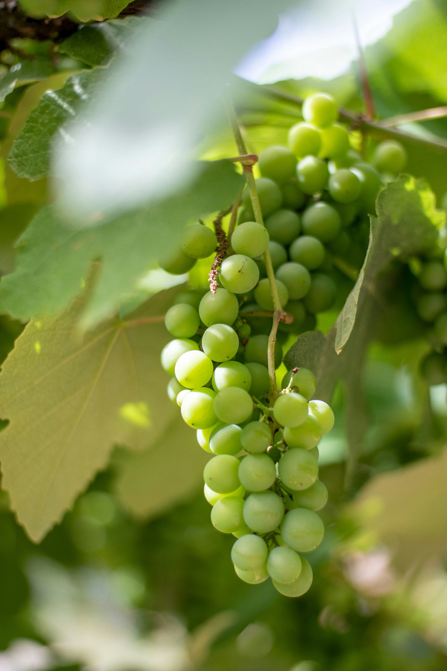 Thompson Green Grape Plant