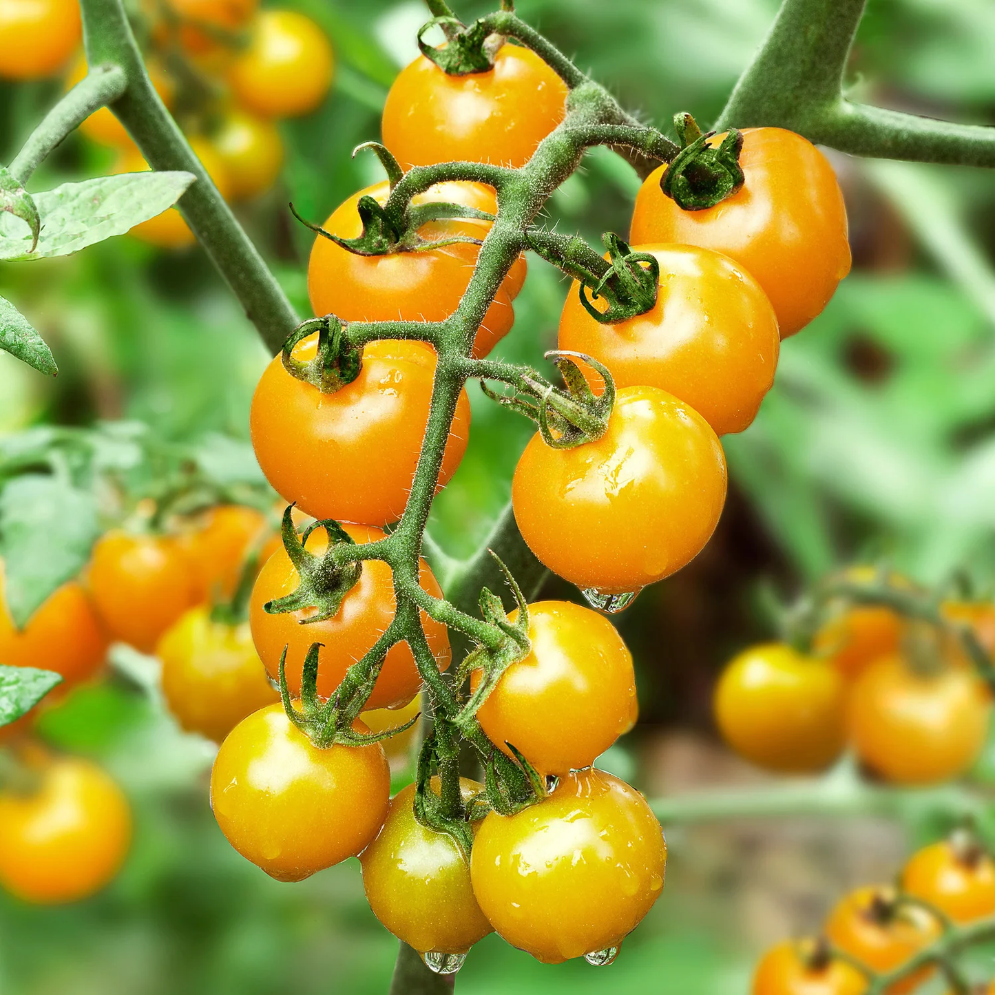 Sun Sugar Cherry Tomato Plant