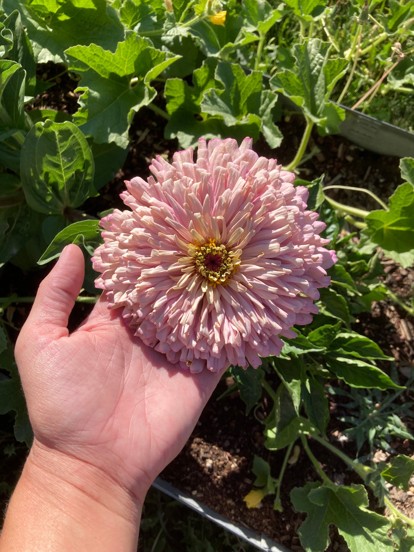 California Giant Zinnia Seeds