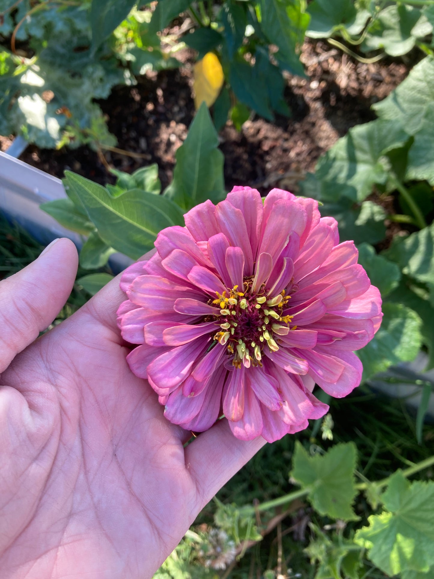 California Giant Zinnia Seeds